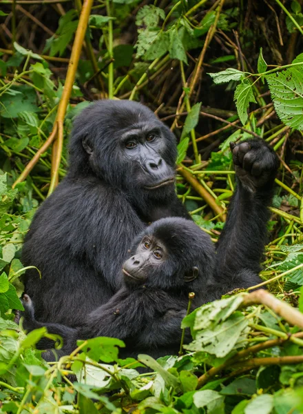 Mutter Kongo Gorilla mit Jungtier — Stockfoto