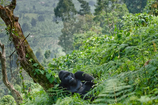 Un gorila del Congo — Foto de Stock