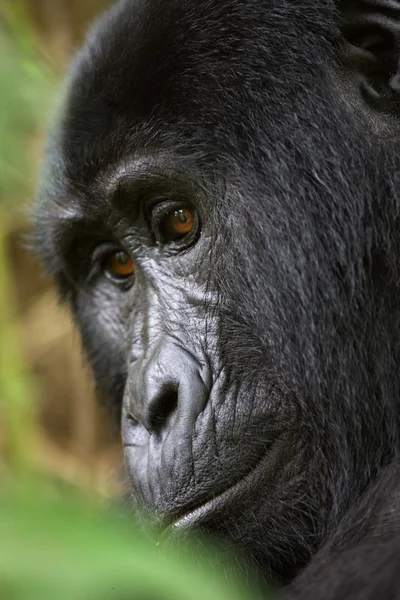 One Congo Gorilla — Stock Photo, Image