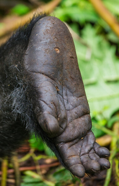 Leg of Congo Gorilla