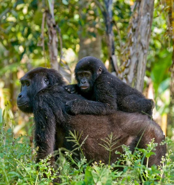 Madre Congo Gorila con cachorro — Foto de Stock