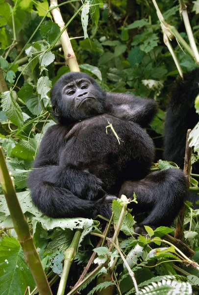 Dla dzieci Konga goryl — Zdjęcie stockowe