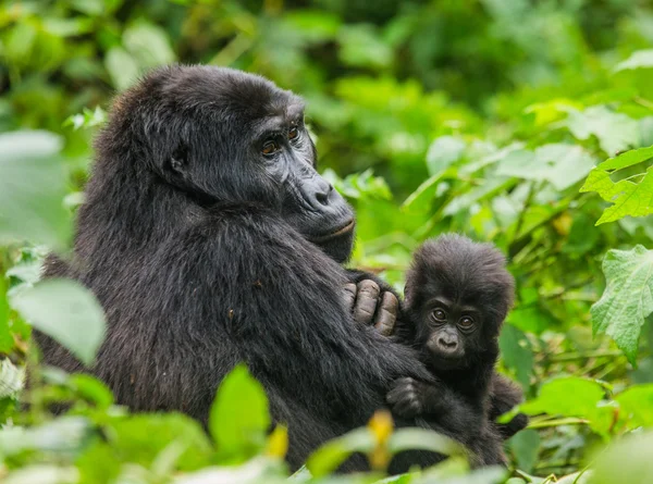 Anne Kongo goril yavrusu ile — Stok fotoğraf