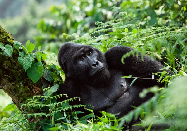 Un gorilla del Congo — Foto Stock