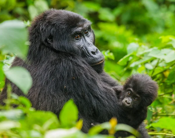Moeder Congo Gorilla met cub — Stockfoto