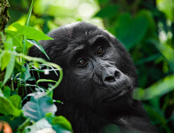 Un gorila del Congo — Foto de Stock