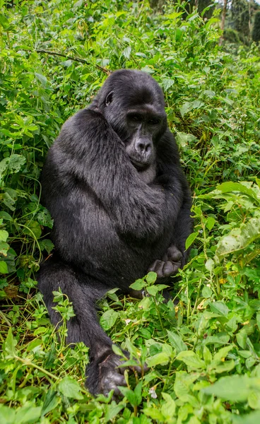 Jeden gorily Kongo — Stock fotografie