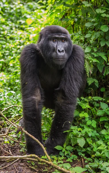 Un gorila del Congo — Foto de Stock