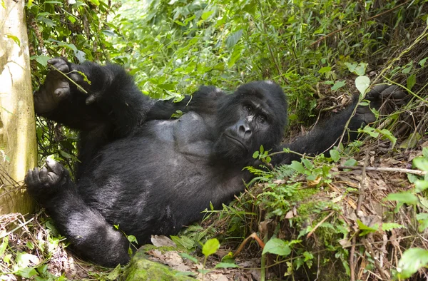 Um Gorila do Congo — Fotografia de Stock