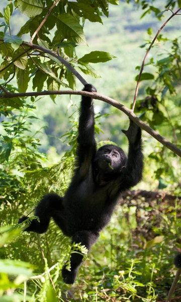 Baby Congo Gorilla — Stockfoto