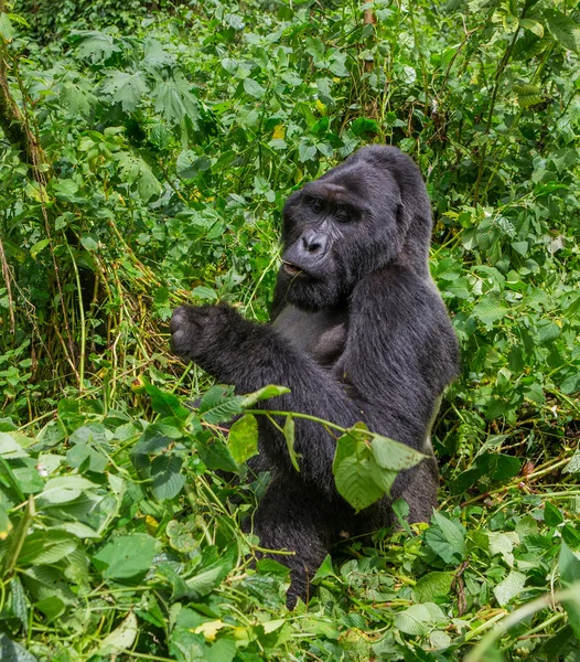 Egy Kongói Gorilla — Stock Fotó