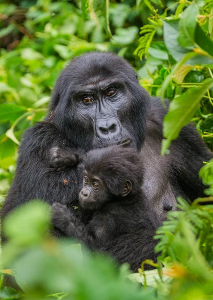 Mother Congo Gorilla with cub — Stock Photo, Image