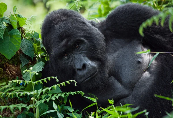 One Congo Gorilla — Stock Photo, Image