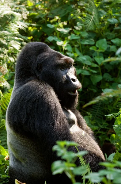 Un gorilla del Congo — Foto Stock