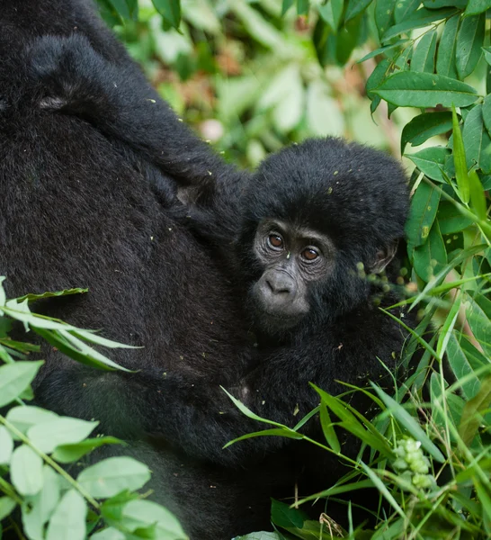 Bebê Congo Gorila — Fotografia de Stock