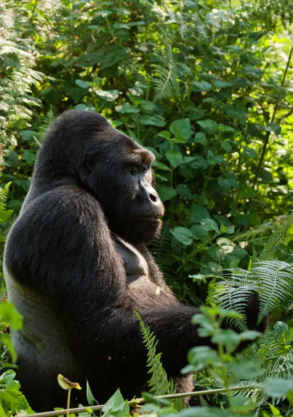 Un gorila del Congo — Foto de Stock