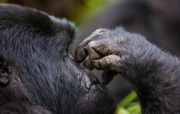 One Congo Gorilla — Stock Photo, Image