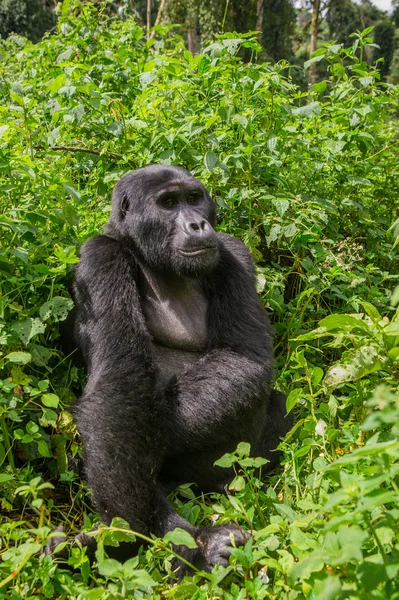 Un gorille du Congo — Photo