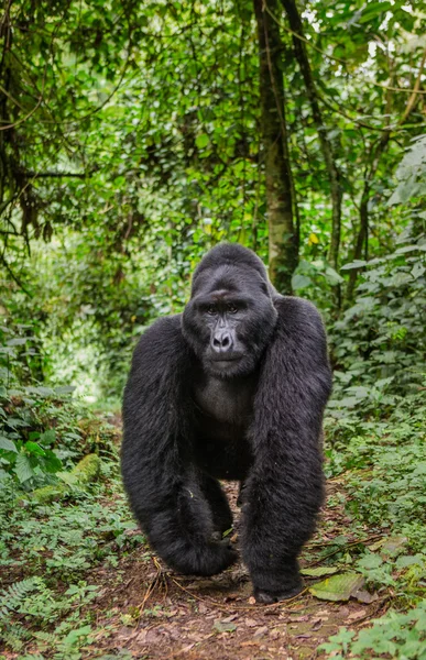 En Kongo Gorilla — Stockfoto