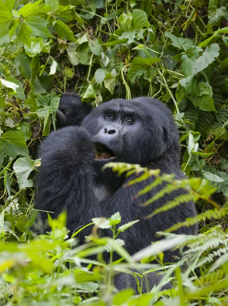 Jeden gorily Kongo — Stock fotografie
