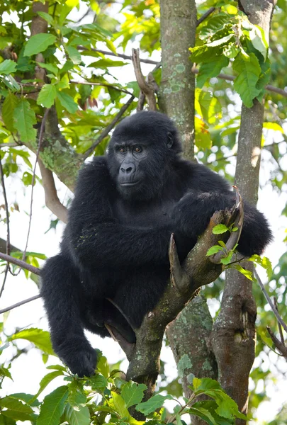 Één Congo Gorilla — Stockfoto