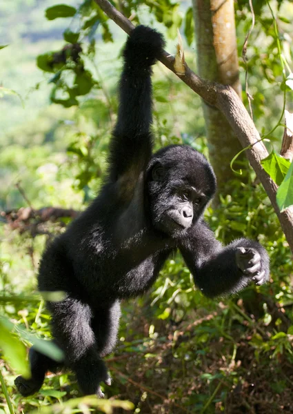 Baby Congo Gorilla — Stockfoto