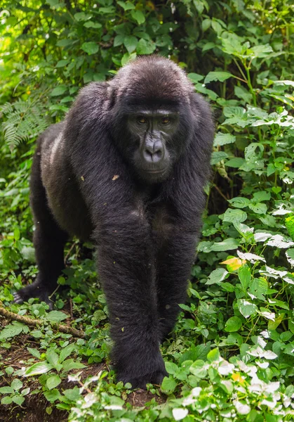 One Congo Gorilla — Stock Photo, Image