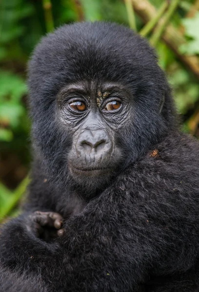 Bebé Congo Gorila —  Fotos de Stock