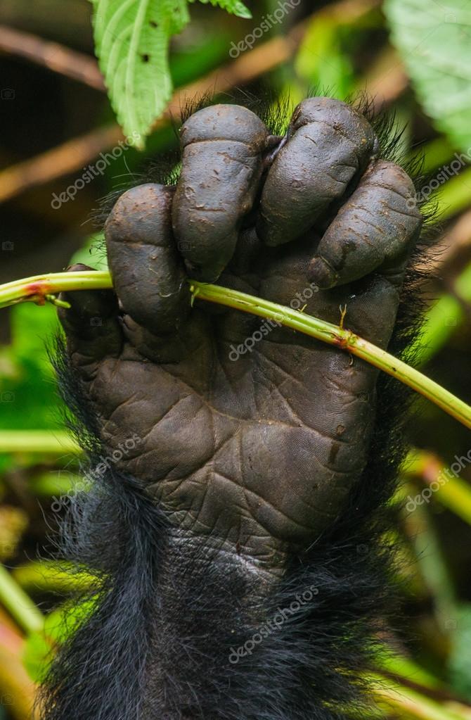 Images Gratuites : doigt, mammifère, faune, primate, gorille