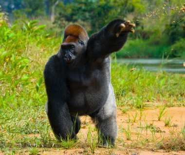 Bir Kongo Gorilla