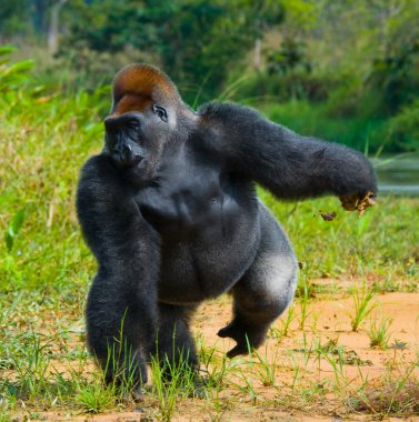 Bir Kongo Gorilla