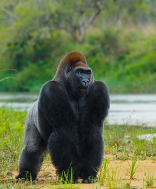 Bir Kongo Gorilla