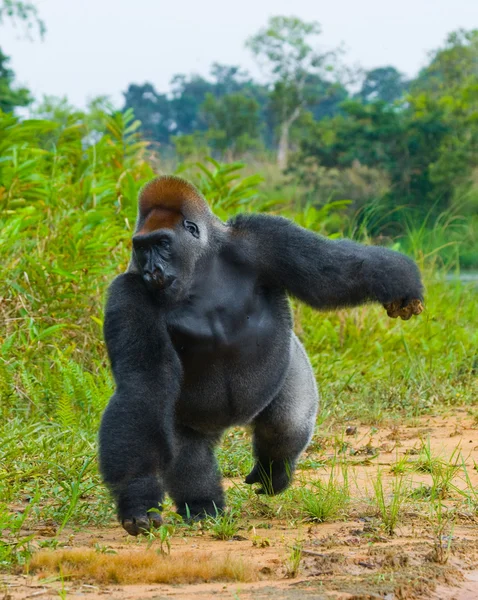 Un gorilla del Congo — Foto Stock