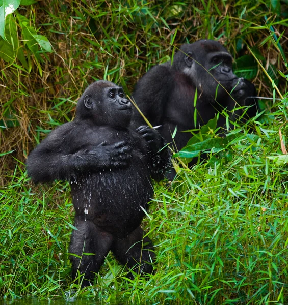 İki goriller Kongo — Stok fotoğraf