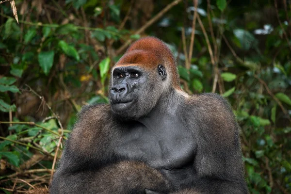 Un gorilla del Congo — Foto Stock