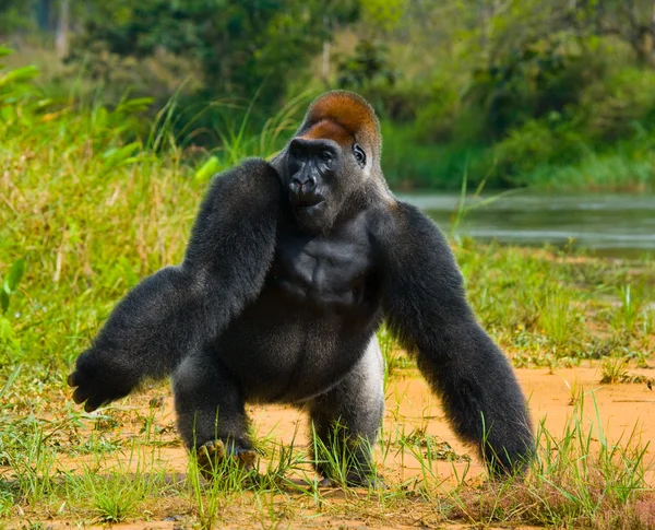 One Congo Gorilla — Fotografie, imagine de stoc