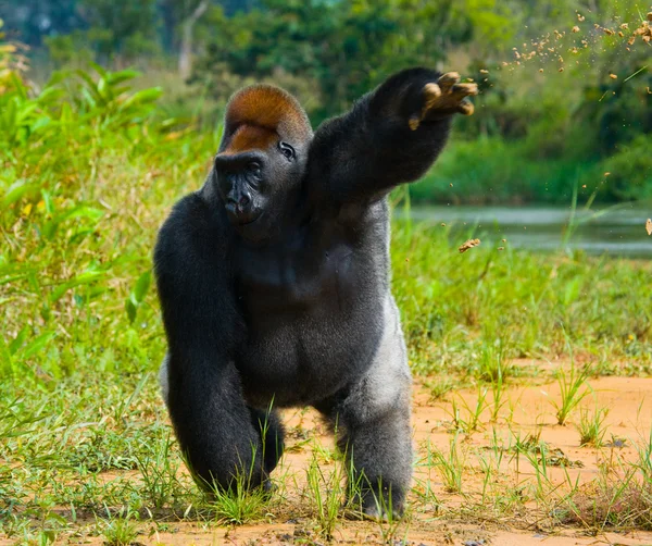 Одної горили Конго — стокове фото