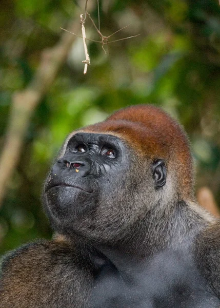 Un gorila del Congo — Foto de Stock