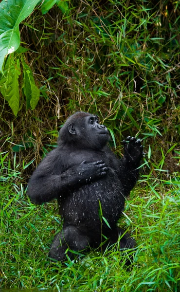 Un gorilla del Congo — Foto Stock