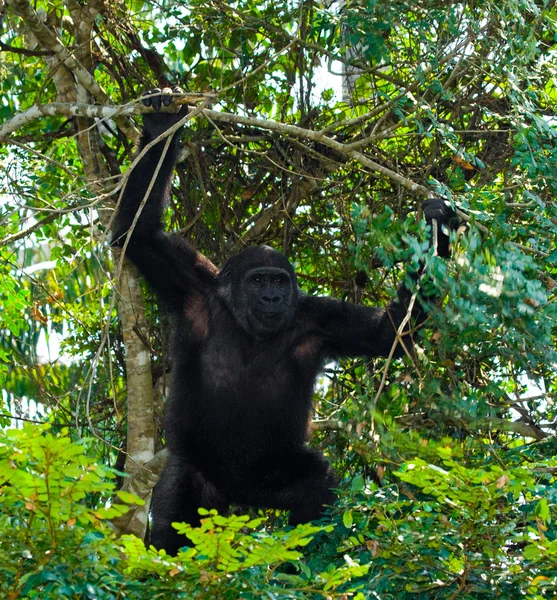 Bir Kongo Gorilla — Stok fotoğraf