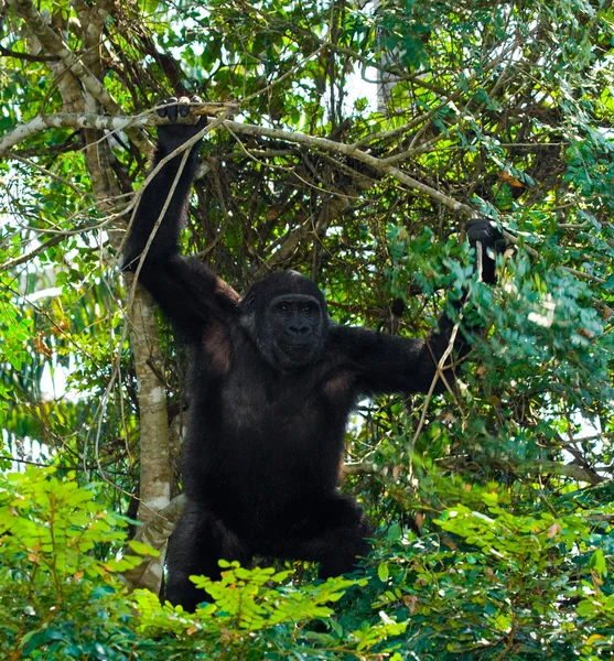 Egy Kongói Gorilla — Stock Fotó