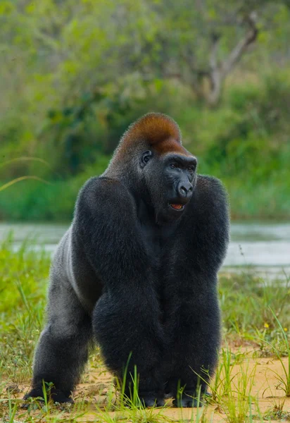 1 つのコンゴのゴリラ — ストック写真
