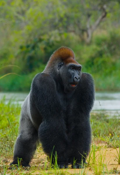 Un gorilla del Congo — Foto Stock