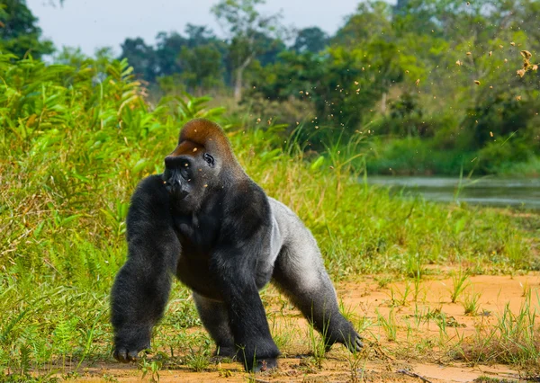 1 つのコンゴのゴリラ — ストック写真