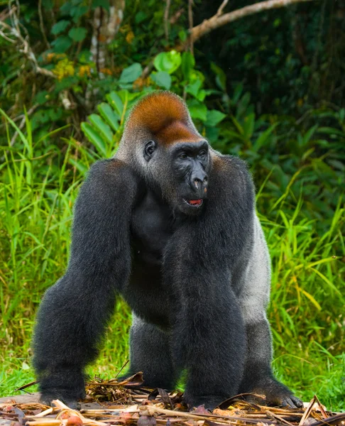 Bir Kongo Gorilla — Stok fotoğraf