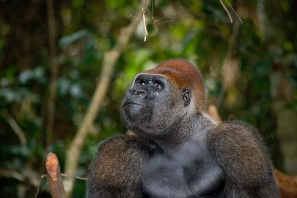 Um Gorila do Congo — Fotografia de Stock