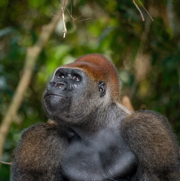 Jeden gorily Kongo — Stock fotografie