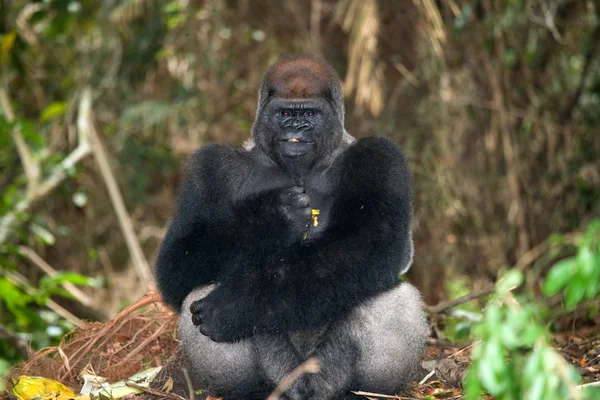 Bir Kongo Gorilla — Stok fotoğraf