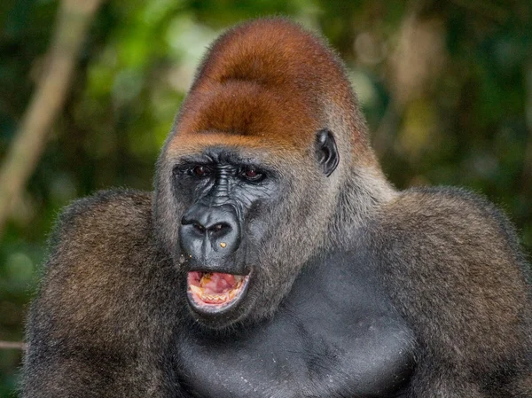 Un gorilla del Congo — Foto Stock