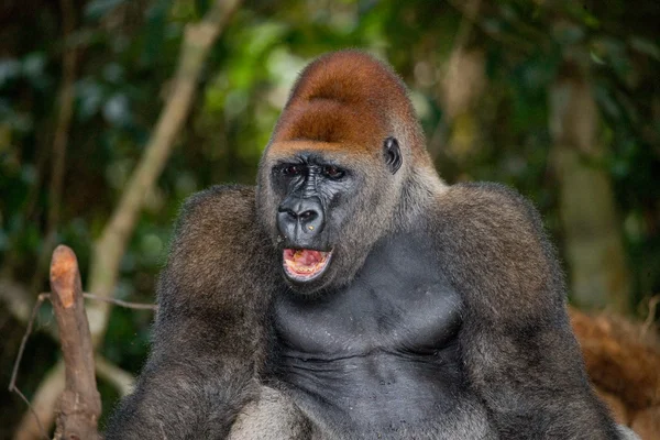 Bir Kongo Gorilla — Stok fotoğraf